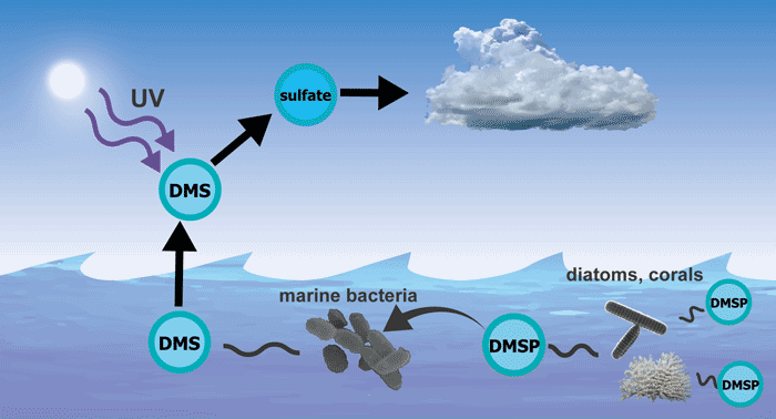 海藻释放的DMS气体的功能的理论假说
